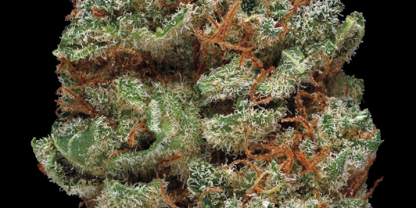 pina coladax 4f02aedb046117cb6f5153d3f0807d3fb995e929 s900 c85